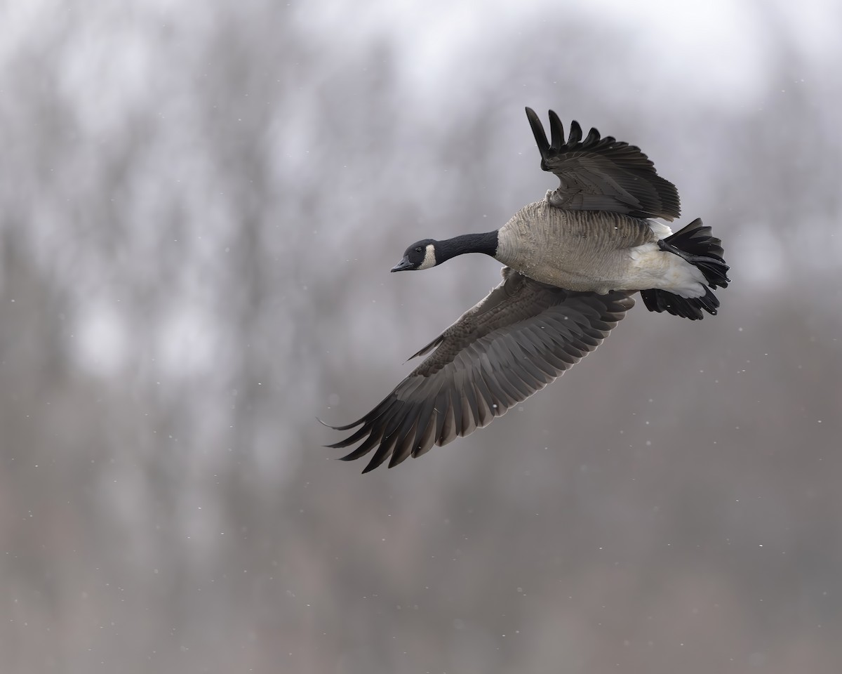 Canada Goose - ML646125658