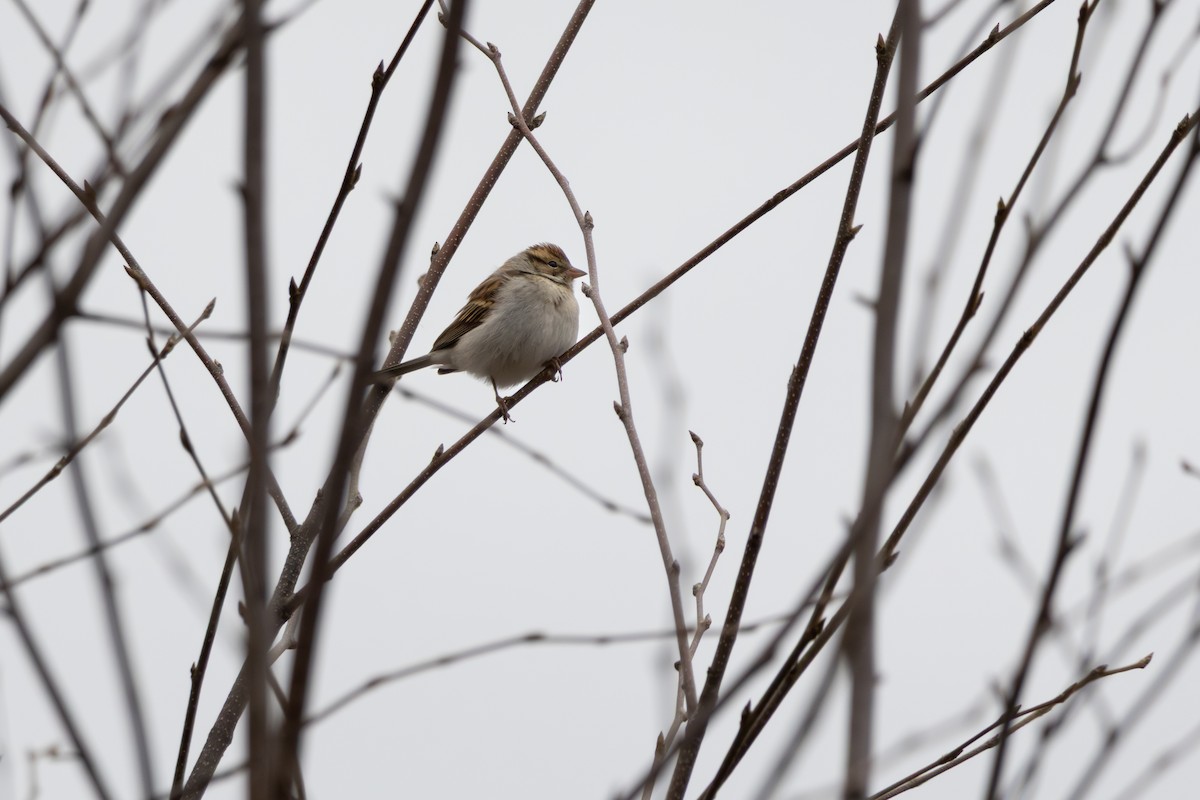 Chipping Sparrow - ML646125659