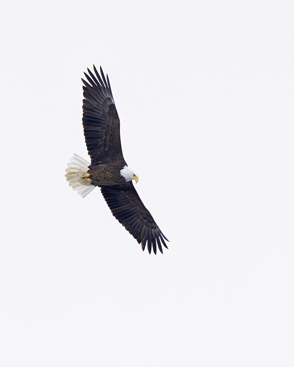 Bald Eagle - ML646125666