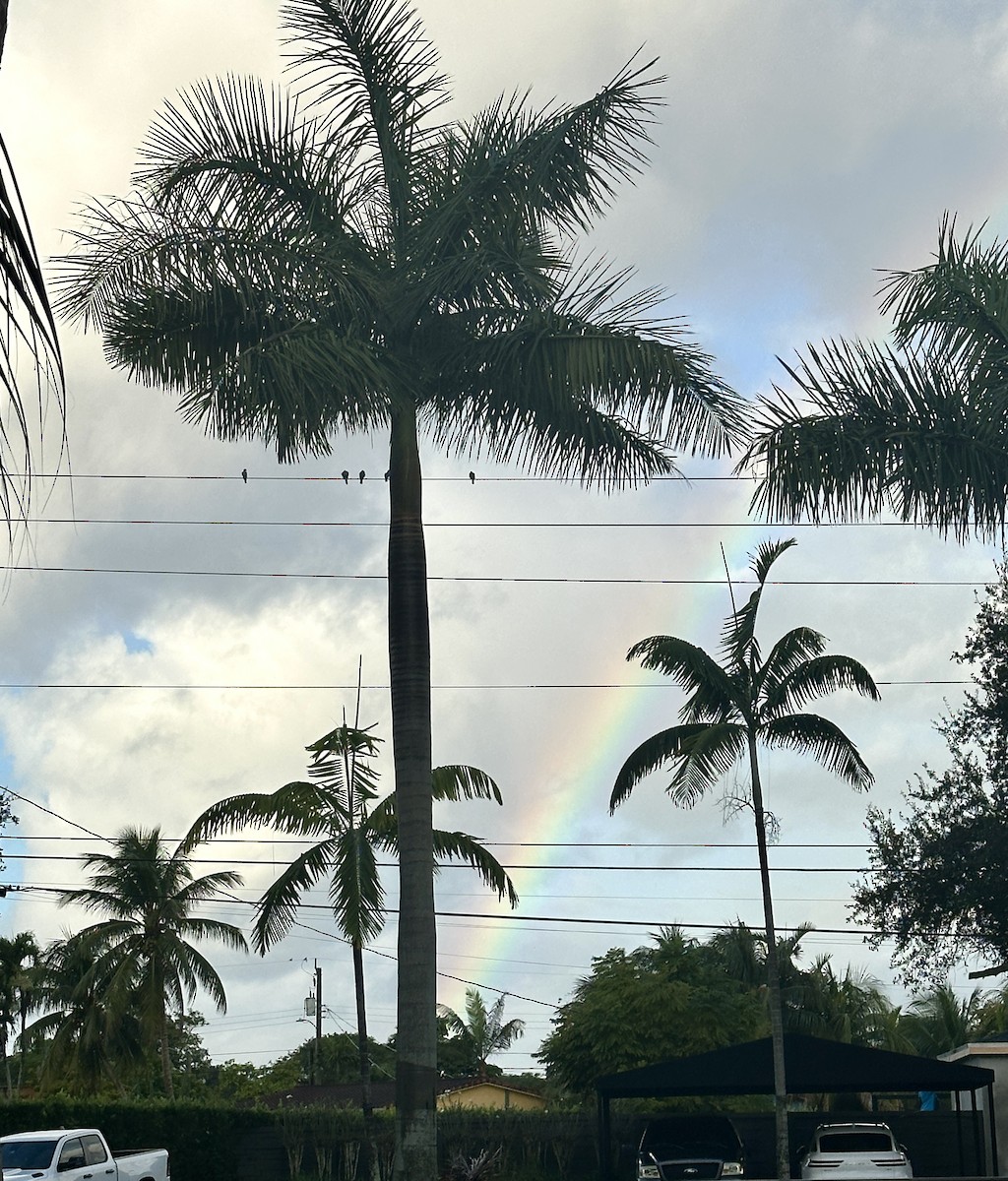 holub antilský - ML646125668