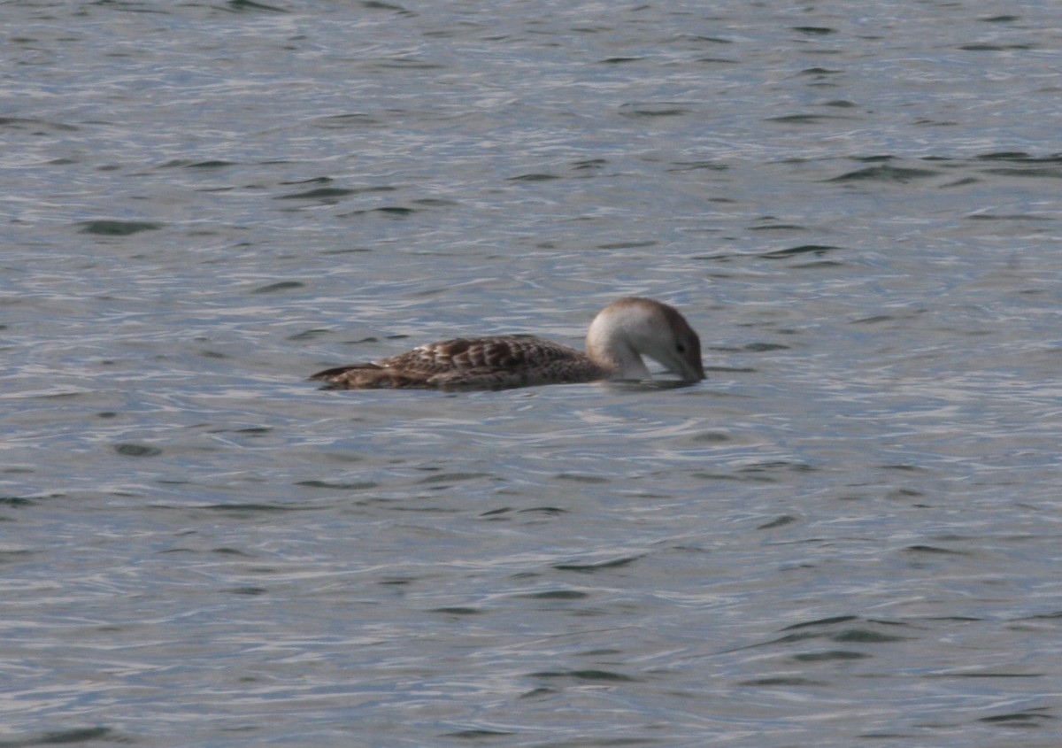 potáplice žlutozobá - ML646125672