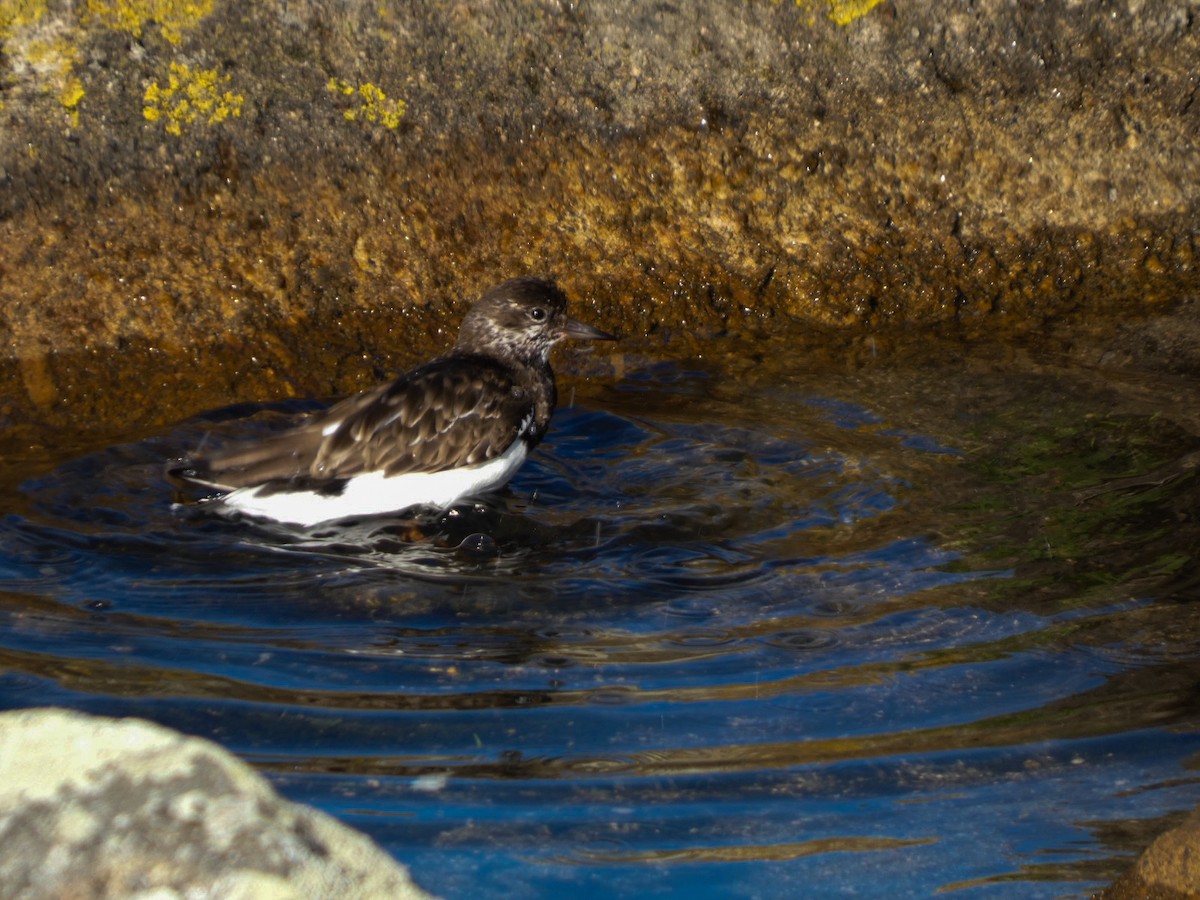 kamenáček pestrý - ML646125673