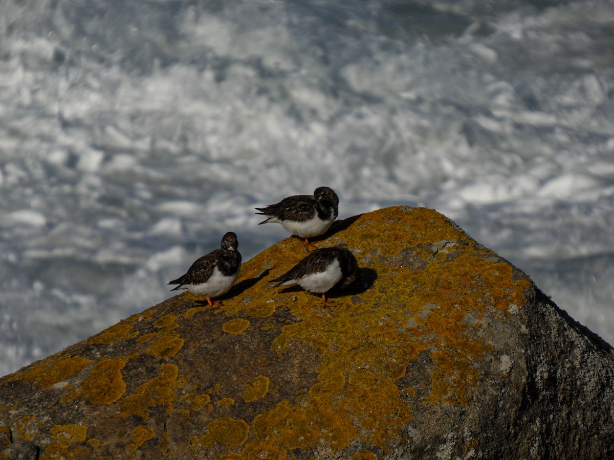 kamenáček pestrý - ML646125674