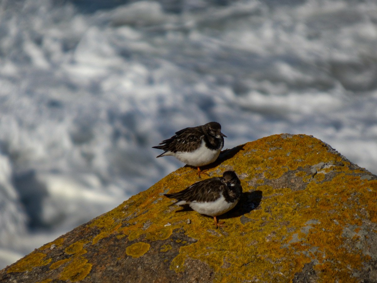 kamenáček pestrý - ML646125676