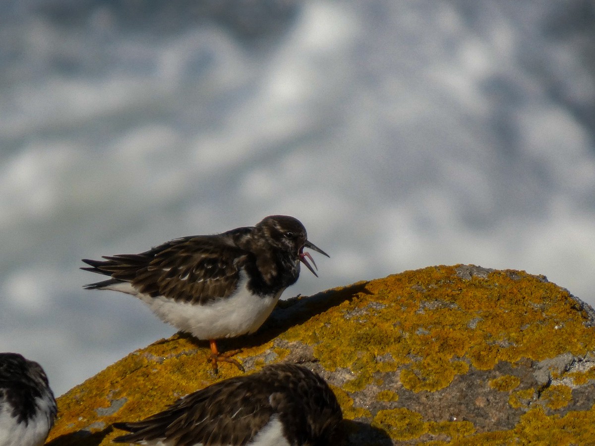 kamenáček pestrý - ML646125677