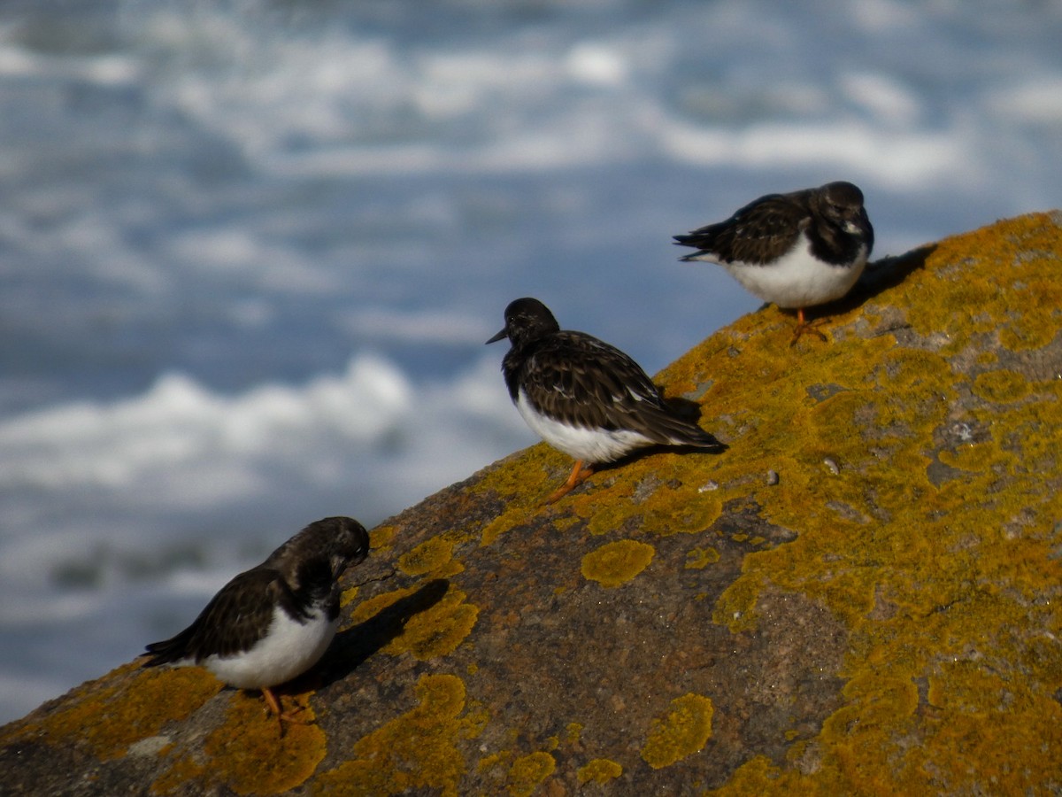 kamenáček pestrý - ML646125678