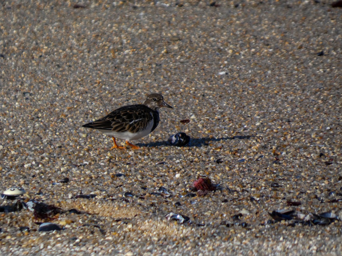 kamenáček pestrý - ML646125680