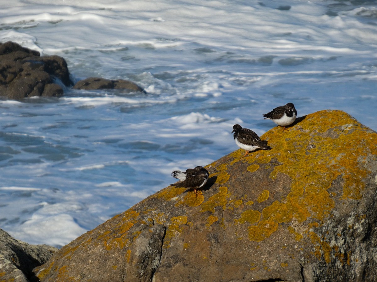 kamenáček pestrý - ML646125681