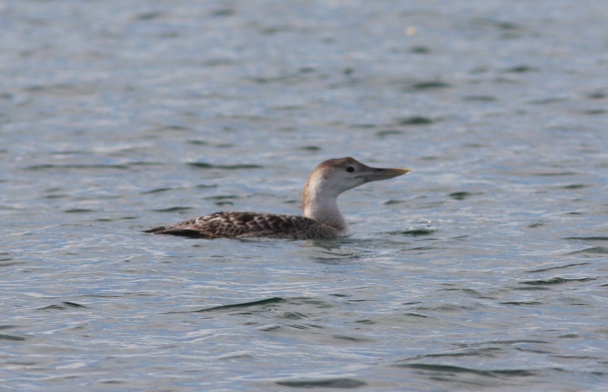 potáplice žlutozobá - ML646125682