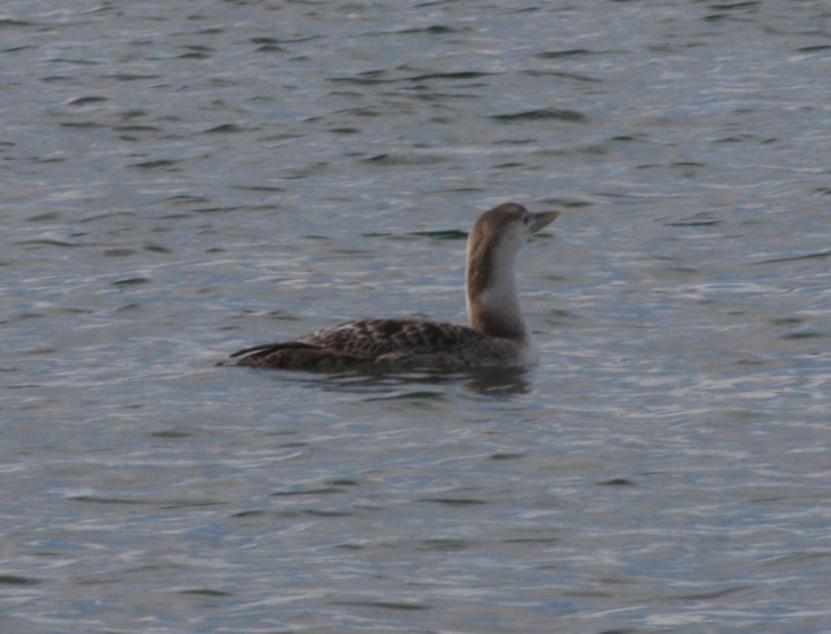 potáplice žlutozobá - ML646125683