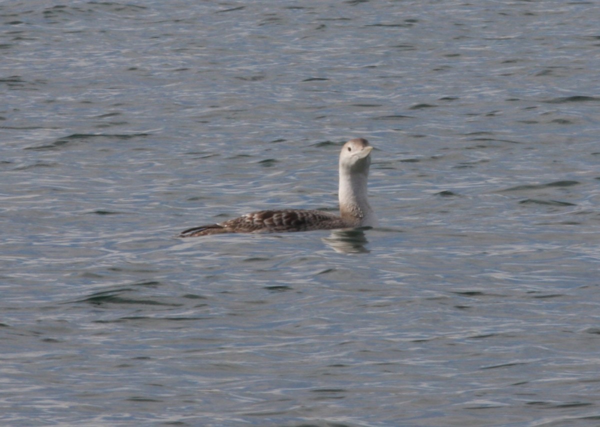 potáplice žlutozobá - ML646125684