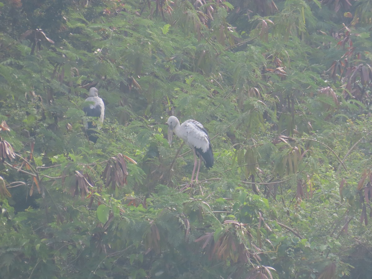 zejozob asijský - ML646125685