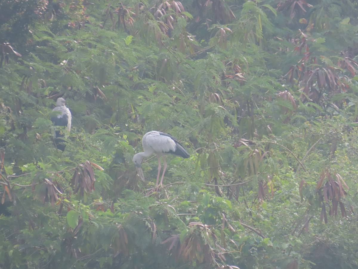 zejozob asijský - ML646125686