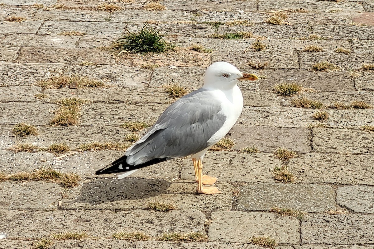 racek středomořský - ML646125687