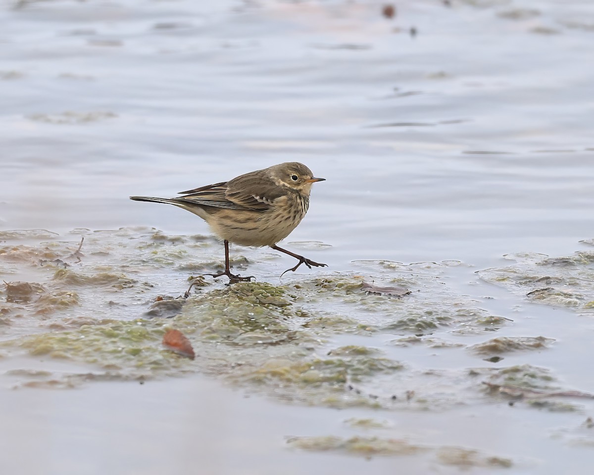 linduška tundrová - ML646125688