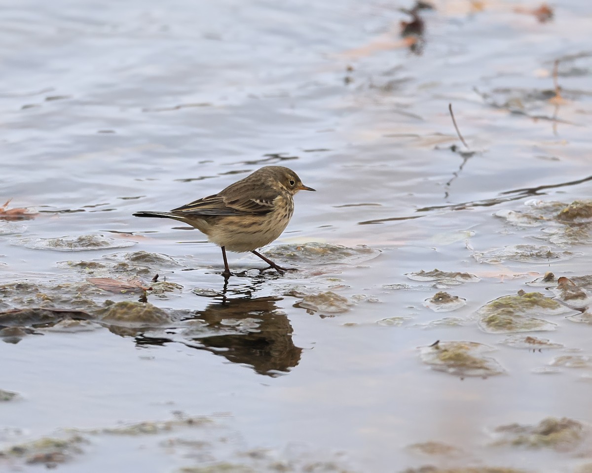 linduška tundrová - ML646125689