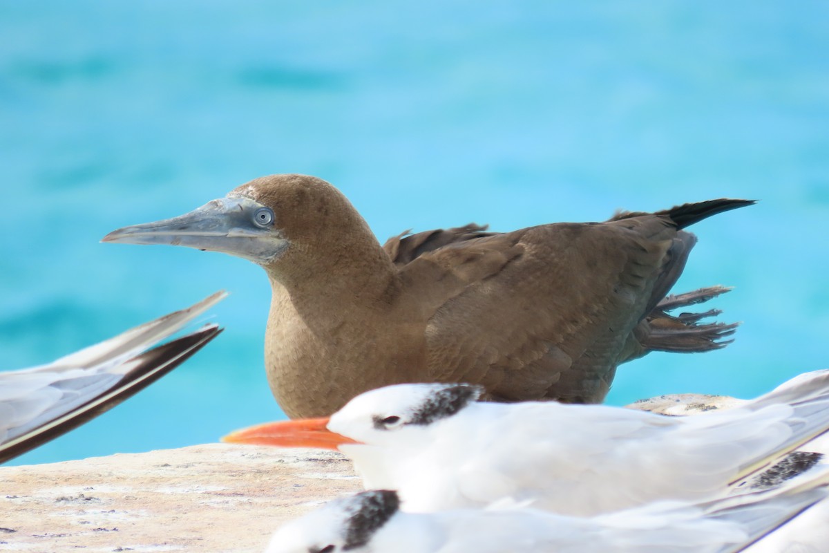 terej žlutonohý - ML646125690