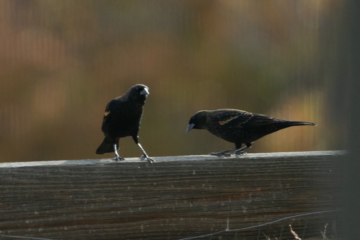 vlhovec červenokřídlý - ML646125691