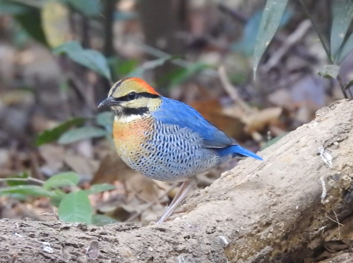 pita azurová - ML646125692