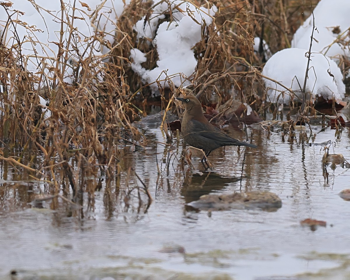 Rusty Blackbird - ML646125693