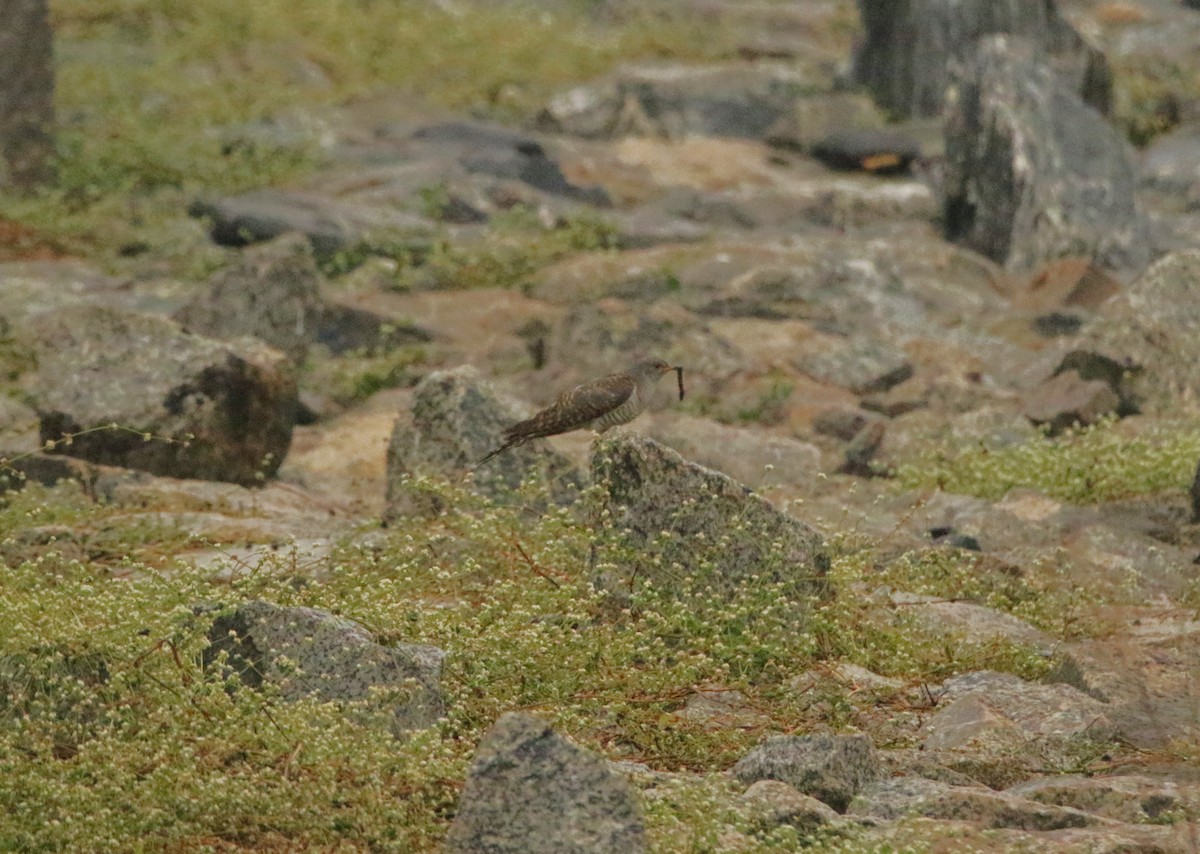 kukačka obecná - ML646125696