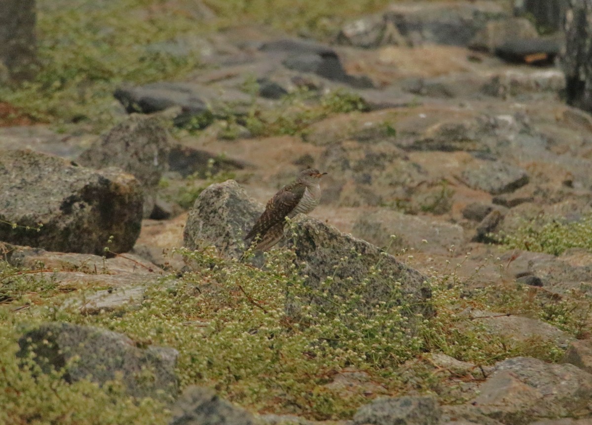 kukačka obecná - ML646125697