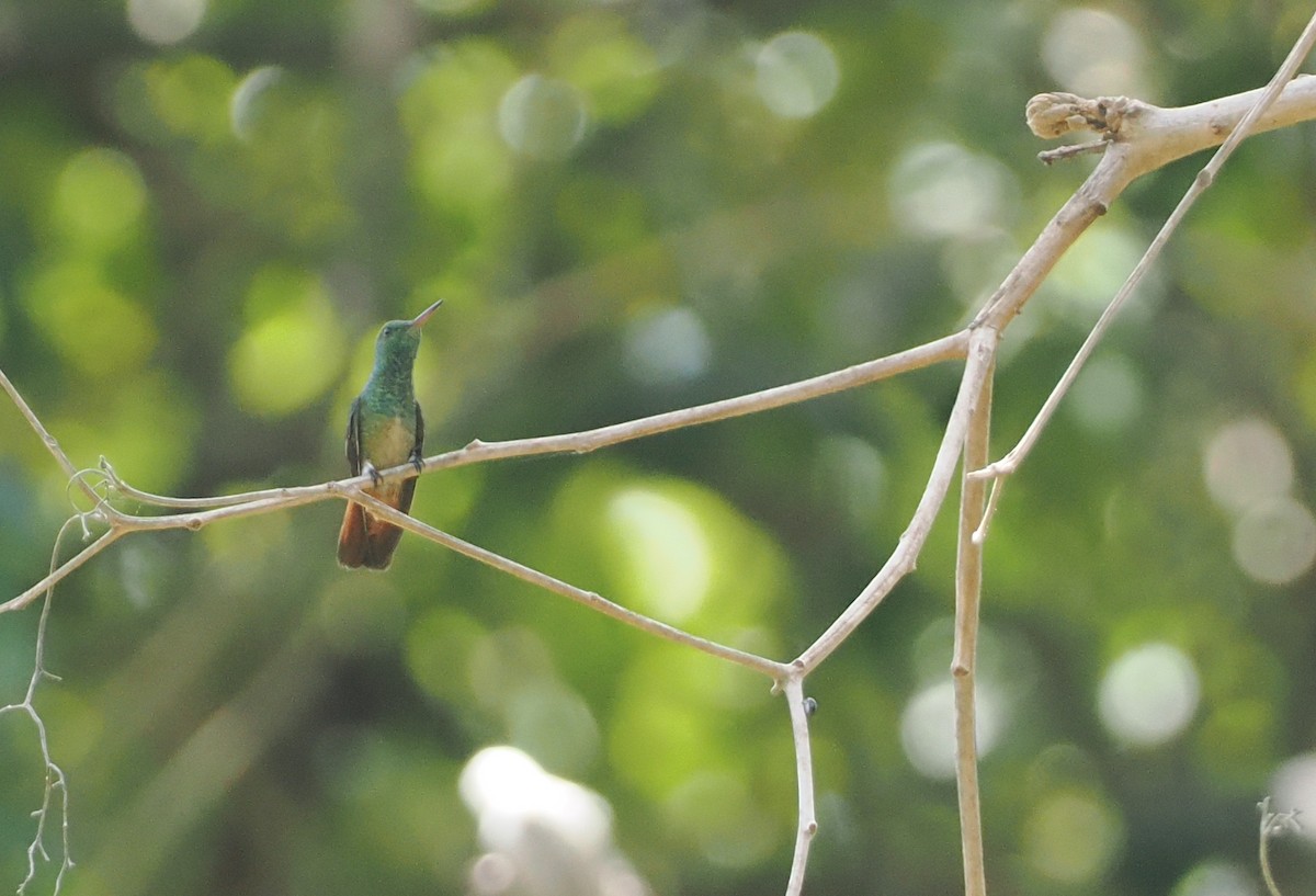 kolibřík měděnoocasý - ML646125698