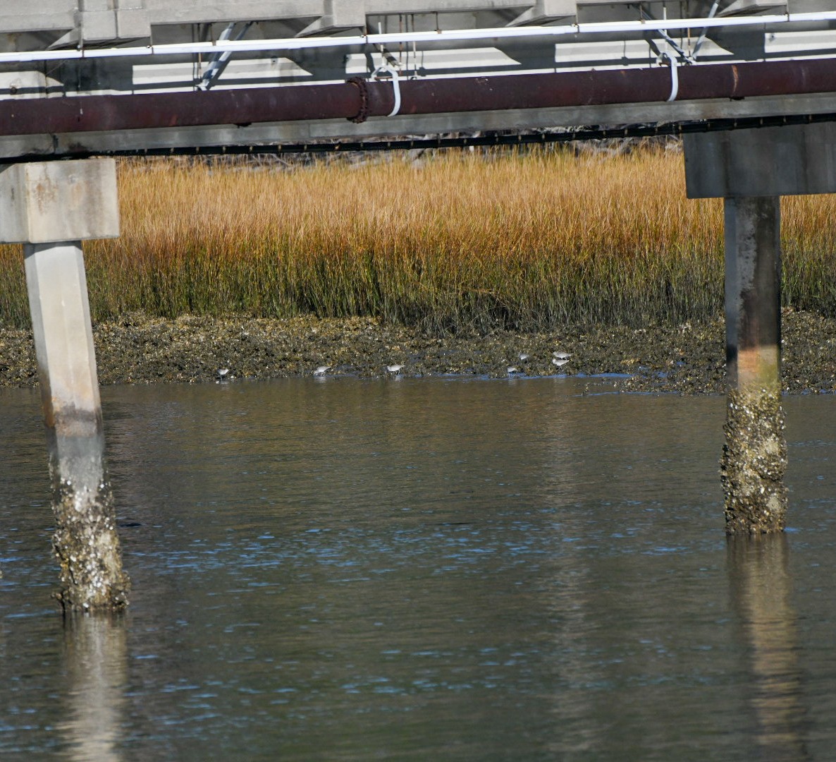 vodouš břehoušovitý - ML646125699