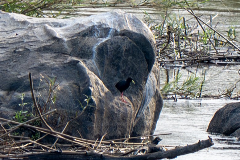 Black Crake - ML646125703