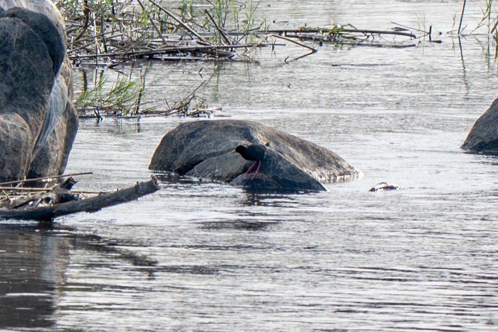 Black Crake - ML646125704