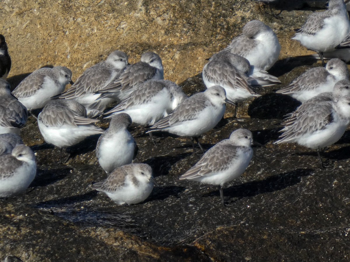 jespák písečný - ML646125705