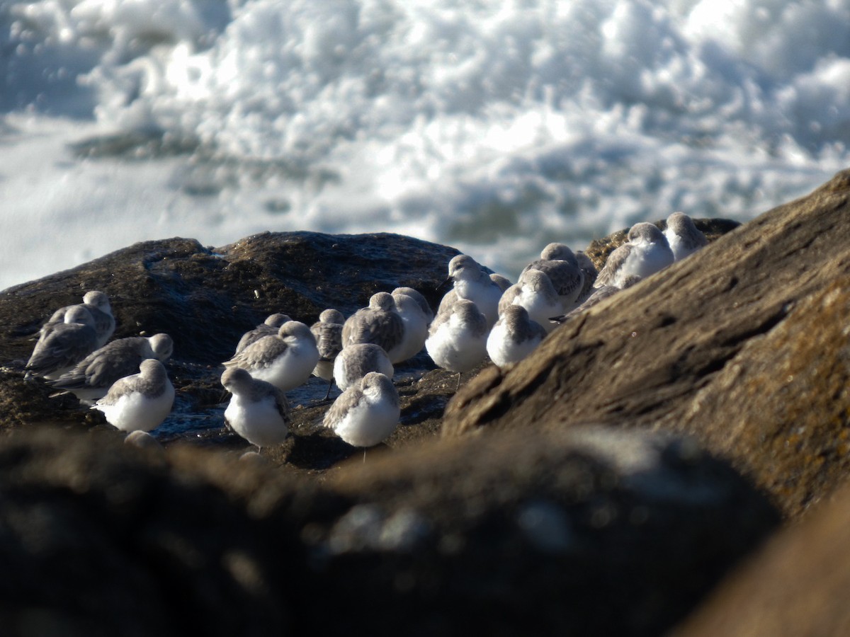 jespák písečný - ML646125706