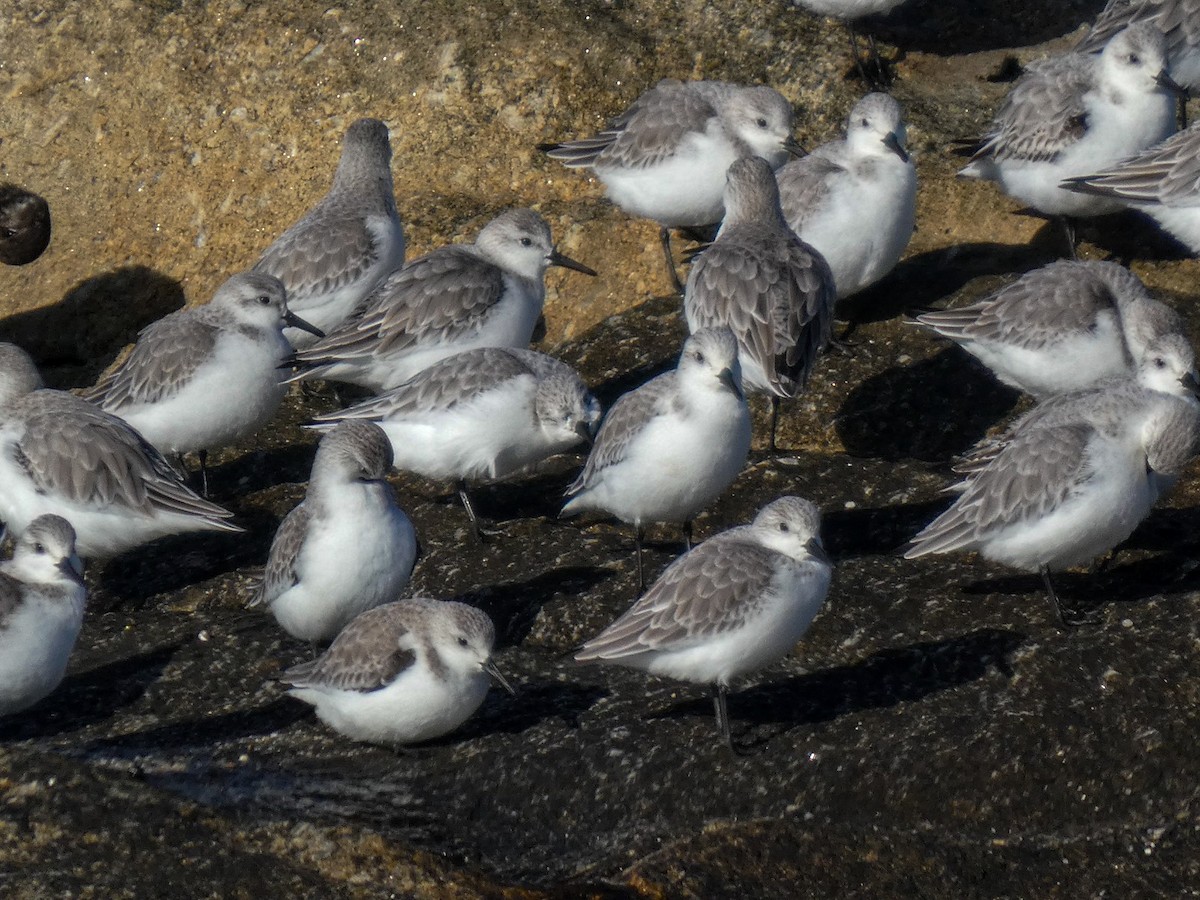 jespák písečný - ML646125707