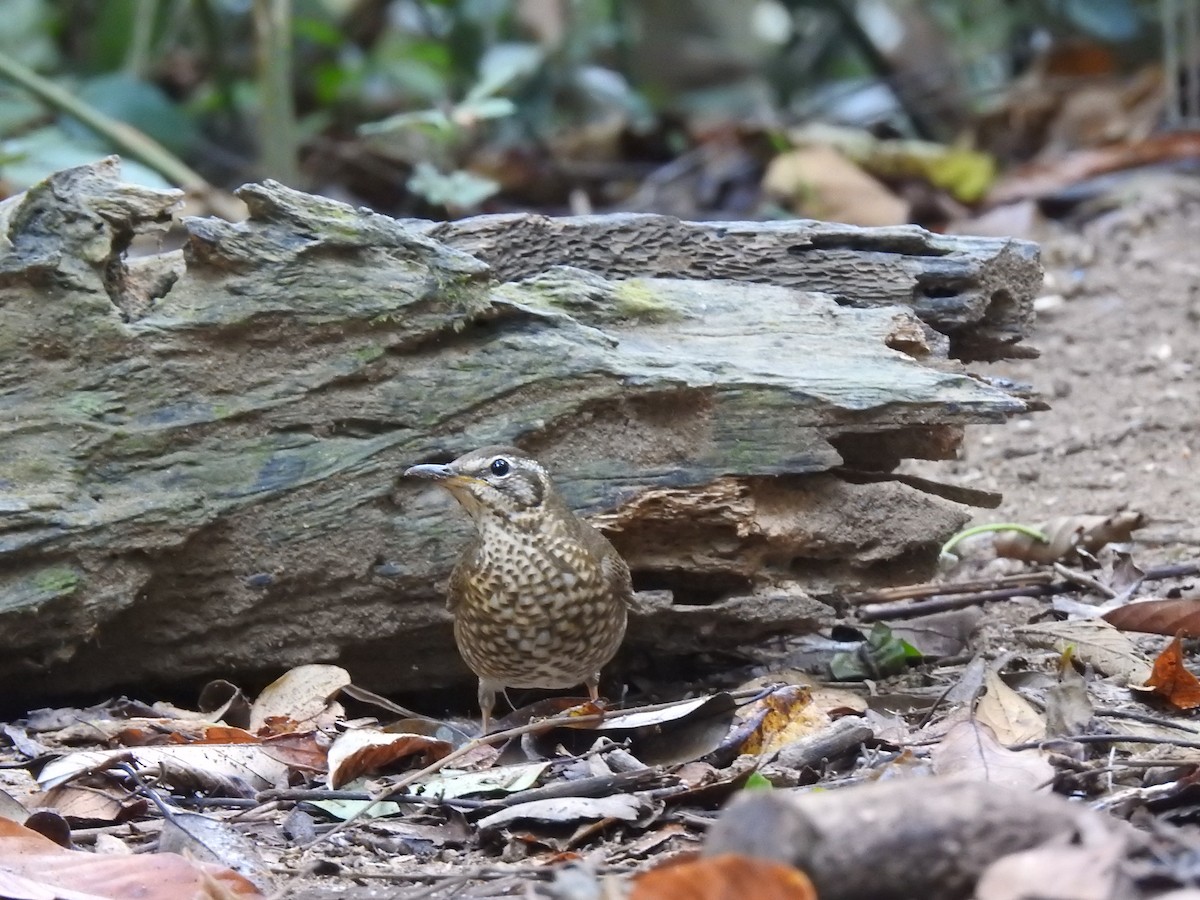 drozd tmavý - ML646125708