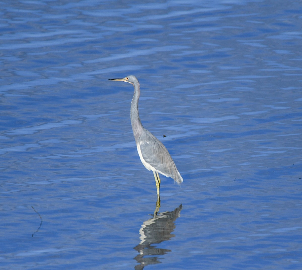 Tricolored Heron - ML646125713