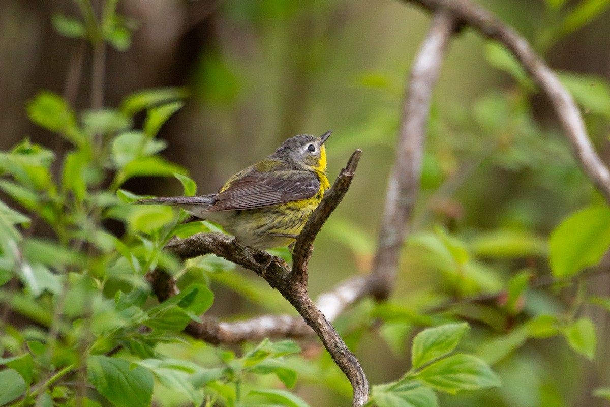 Magnolia Warbler - ML646125715