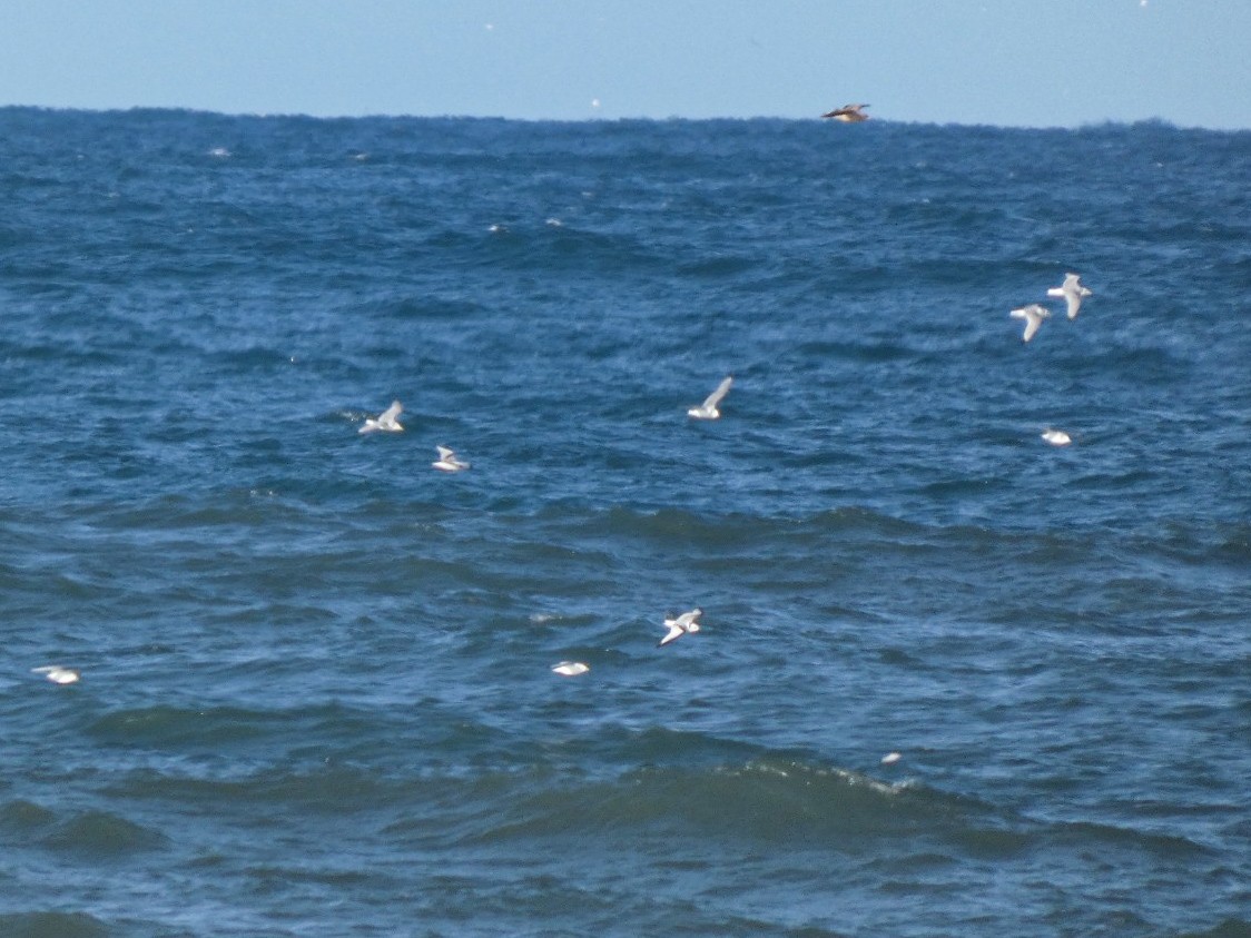 Мартин трипалий - ML646125717