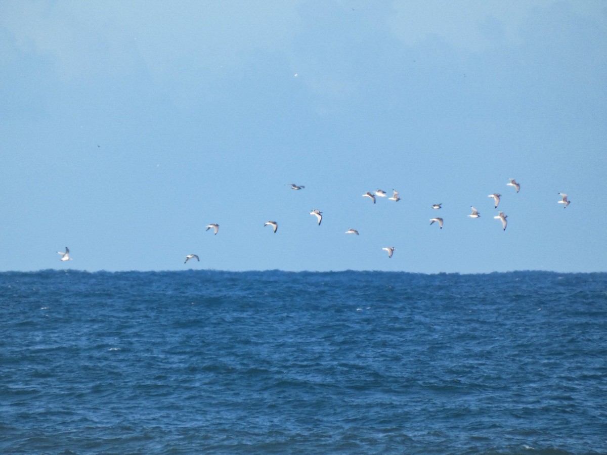 Мартин трипалий - ML646125718