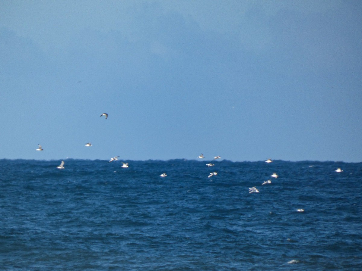 Мартин трипалий - ML646125719