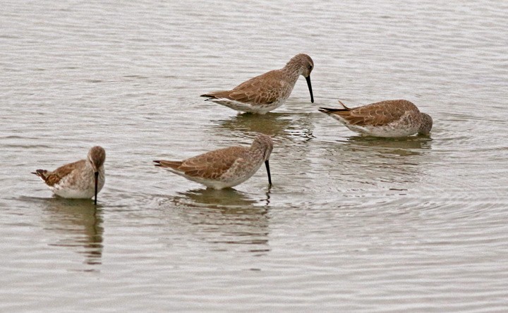 Stilt Sandpiper - ML646125722
