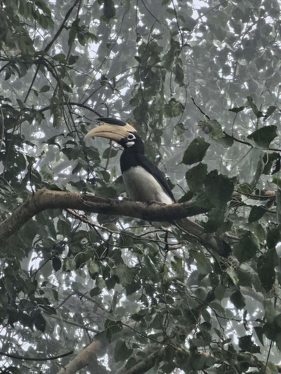 Птах-носоріг індійський - ML646125725