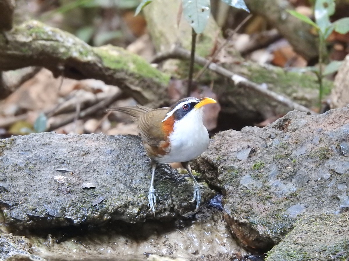 White-browed Scimitar-Babbler - ML646125728