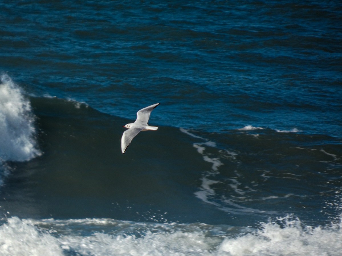 racek chechtavý - ML646125734