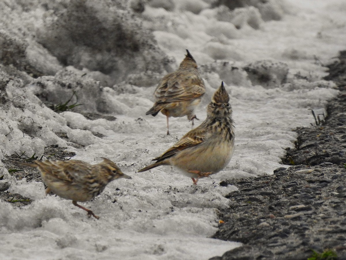 Crested Lark - ML646125740