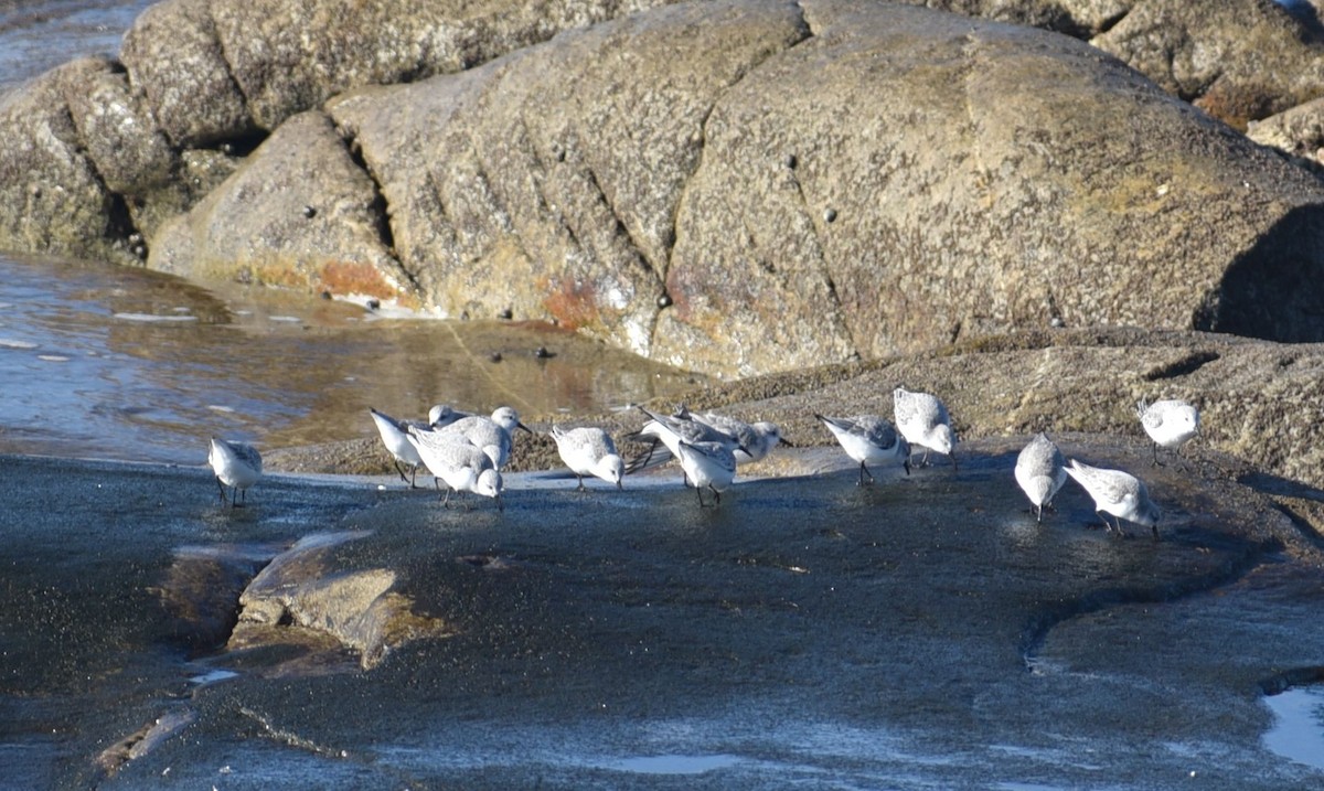 Sanderling - ML646125743