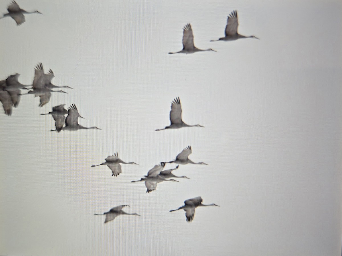 沙丘鶴 - ML646125744