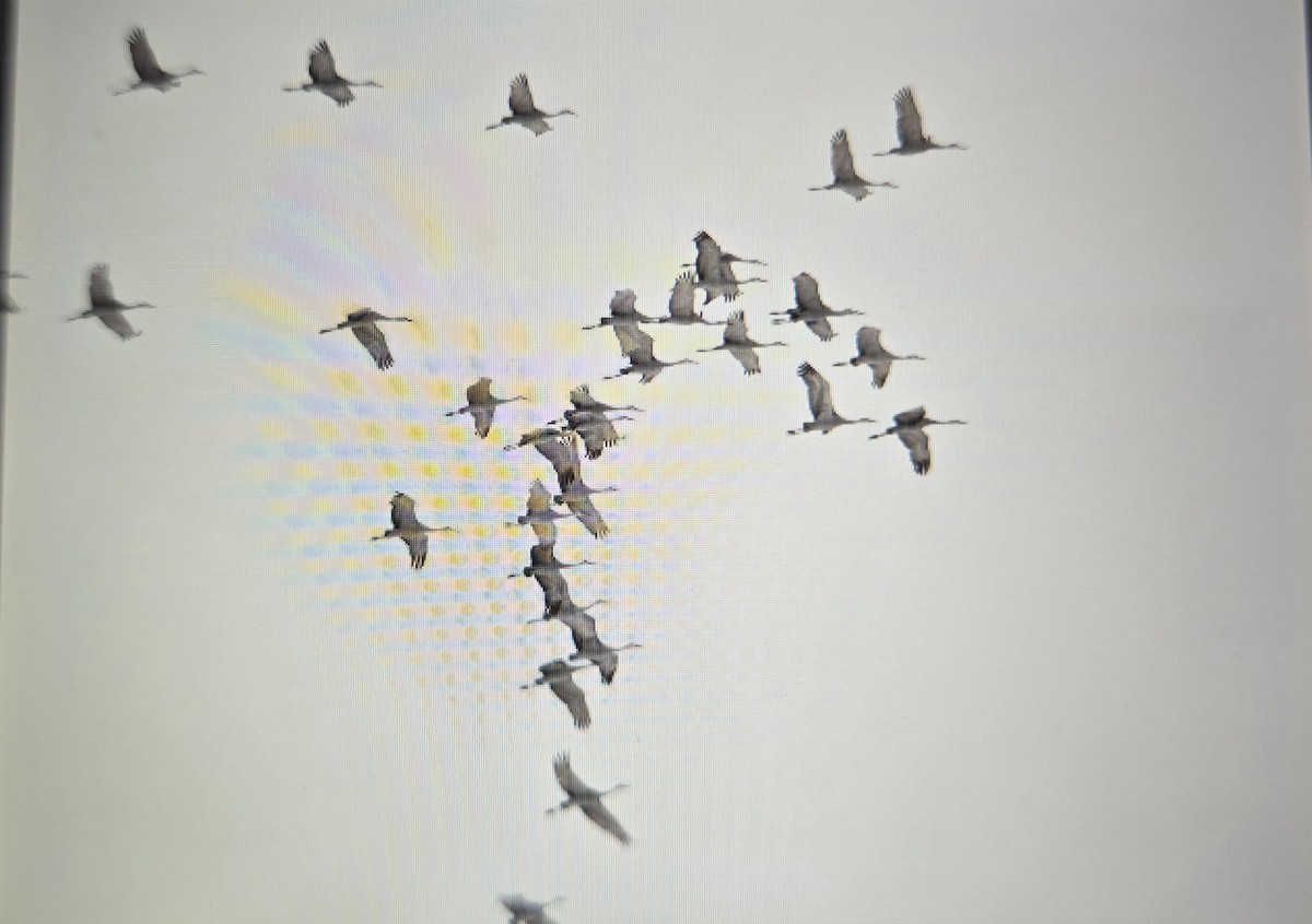 沙丘鶴 - ML646125748