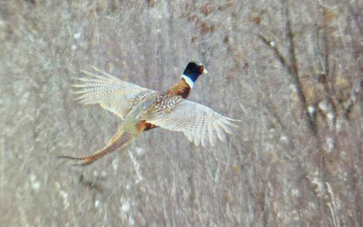 Ring-necked Pheasant - ML646125766