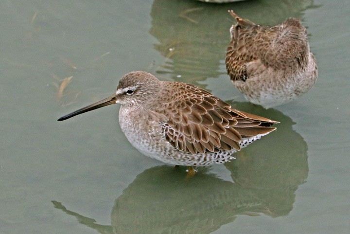 Long-billed Dowitcher - ML646125769
