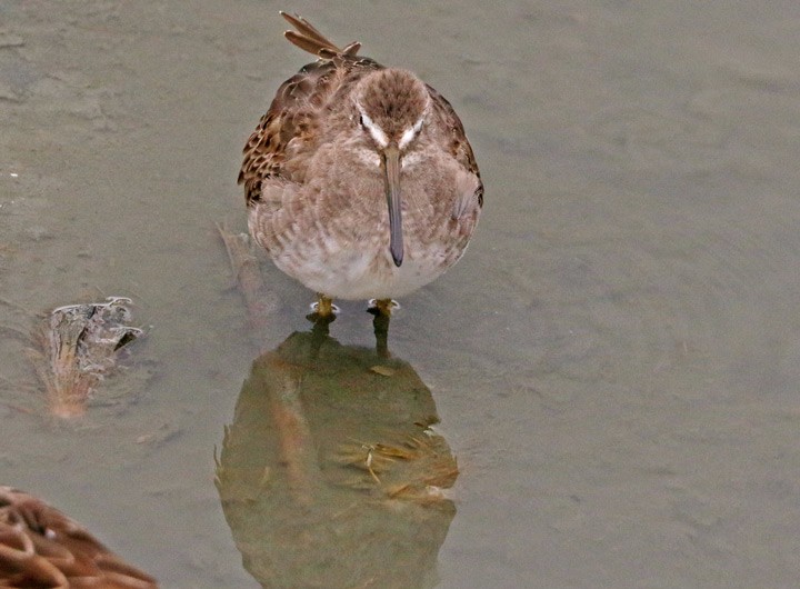 Long-billed Dowitcher - ML646125770